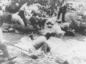 Schafe waschen im Fluss