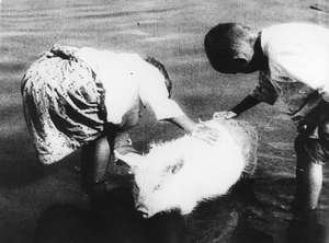 Schwein wird gewaschen