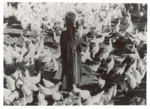 Frau inmitten von Gänsen